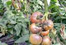 Как бороться с фитофторой на томатах?