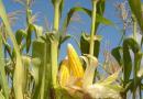 Посадка кукурузы на рассаду
