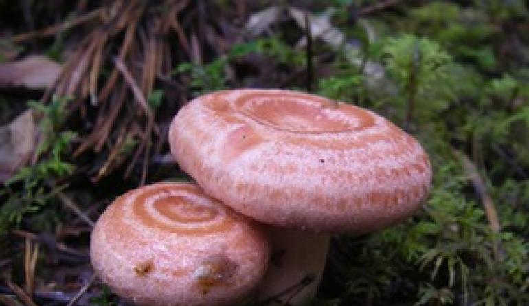 Условно-съедобные грибы россии Какие грибы считаются условно съедобными