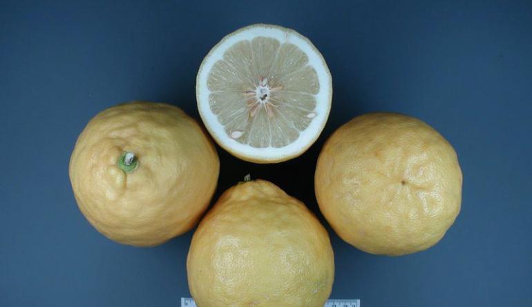 Лимон Пандероза – уход в домашних условиях Комнатный лимон пандероза